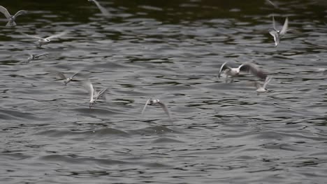 Terns-and-Gulls-Skimming-for-Food-are-migratory-seabirds-to-Thailand,-flying-around-in-circles,-taking-turns-to-skim-for-food-floating-on-the-sea-at-Bangpu-Recreational-Center-wharf