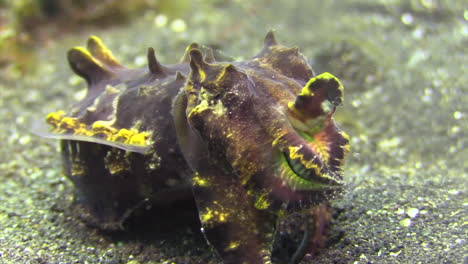 female flamboyant cuttlefish preparing to lay eggs