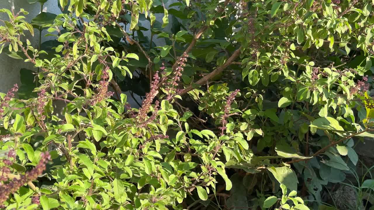 Sun shining on the plant of Holy basil, Ocimum tenuiflorum commonly known as holy basil or Tulsi, is an aromatic plant It is native to the Indian subcontinent and has a religious significance