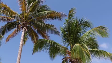 palm trees blowing in the wind in cuba in 4k