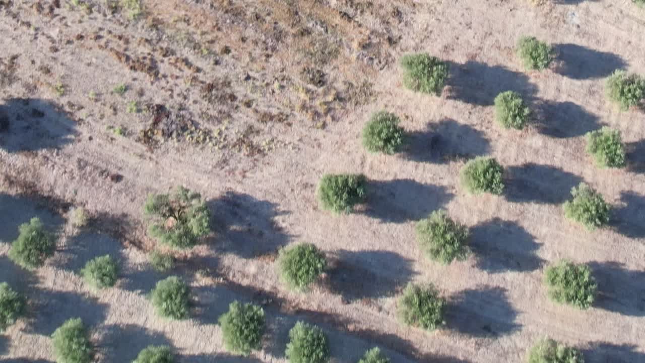 Aerial view of trees in rural Greece under bright sunlight