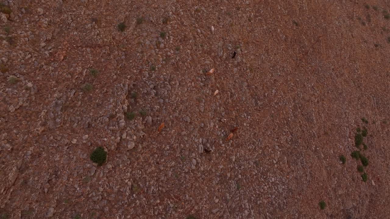 Luce dell'alba su un prato con mucche al pascolo a Lagia, Grecia