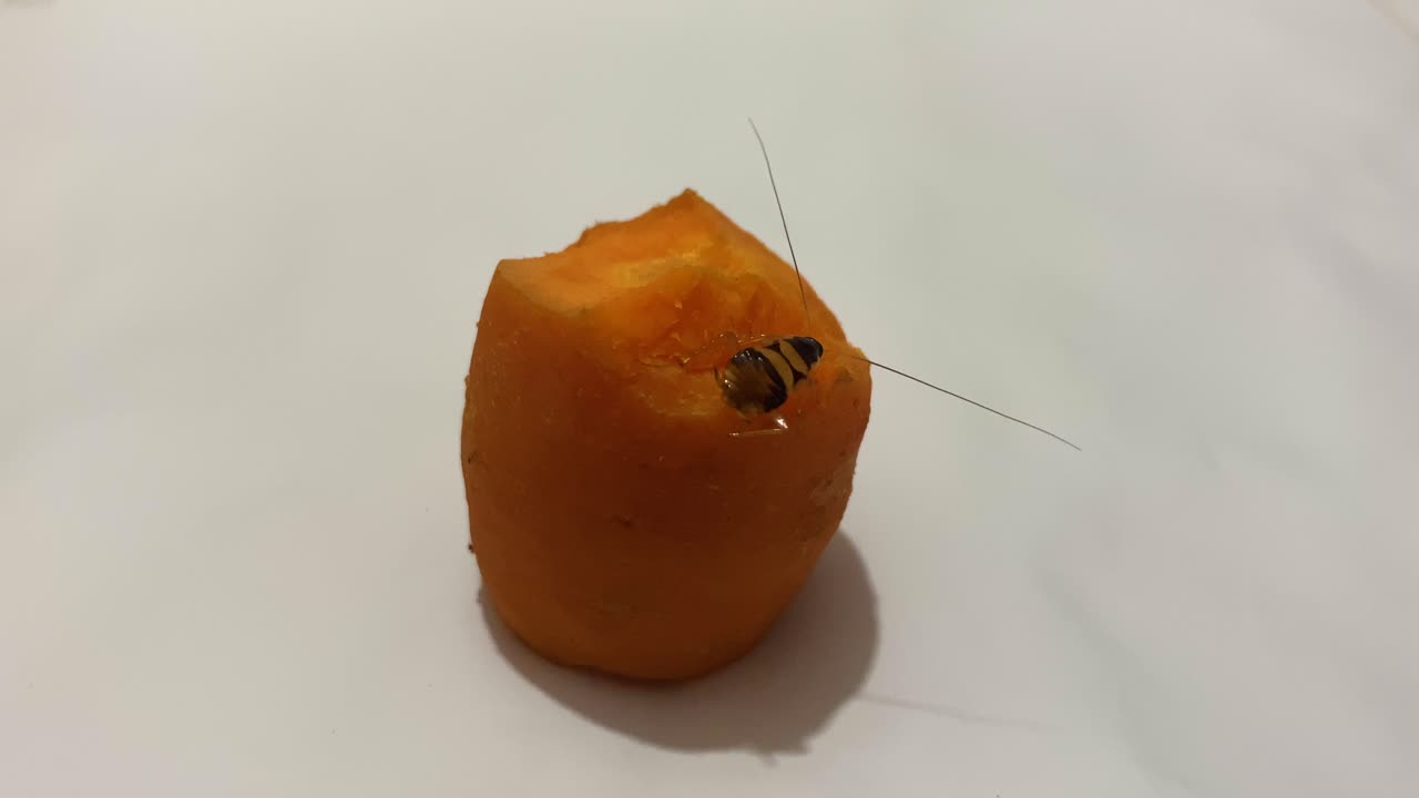 cucaracha pequeña en zanahoria a medio comer