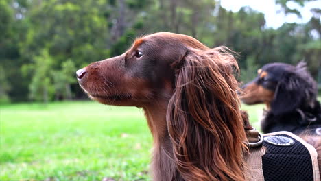 perro salchicha barrido por el viento oliendo el aire