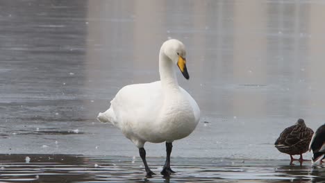 cisne huracán, cygnus cygnus de pie en un lago cubierto de hielo