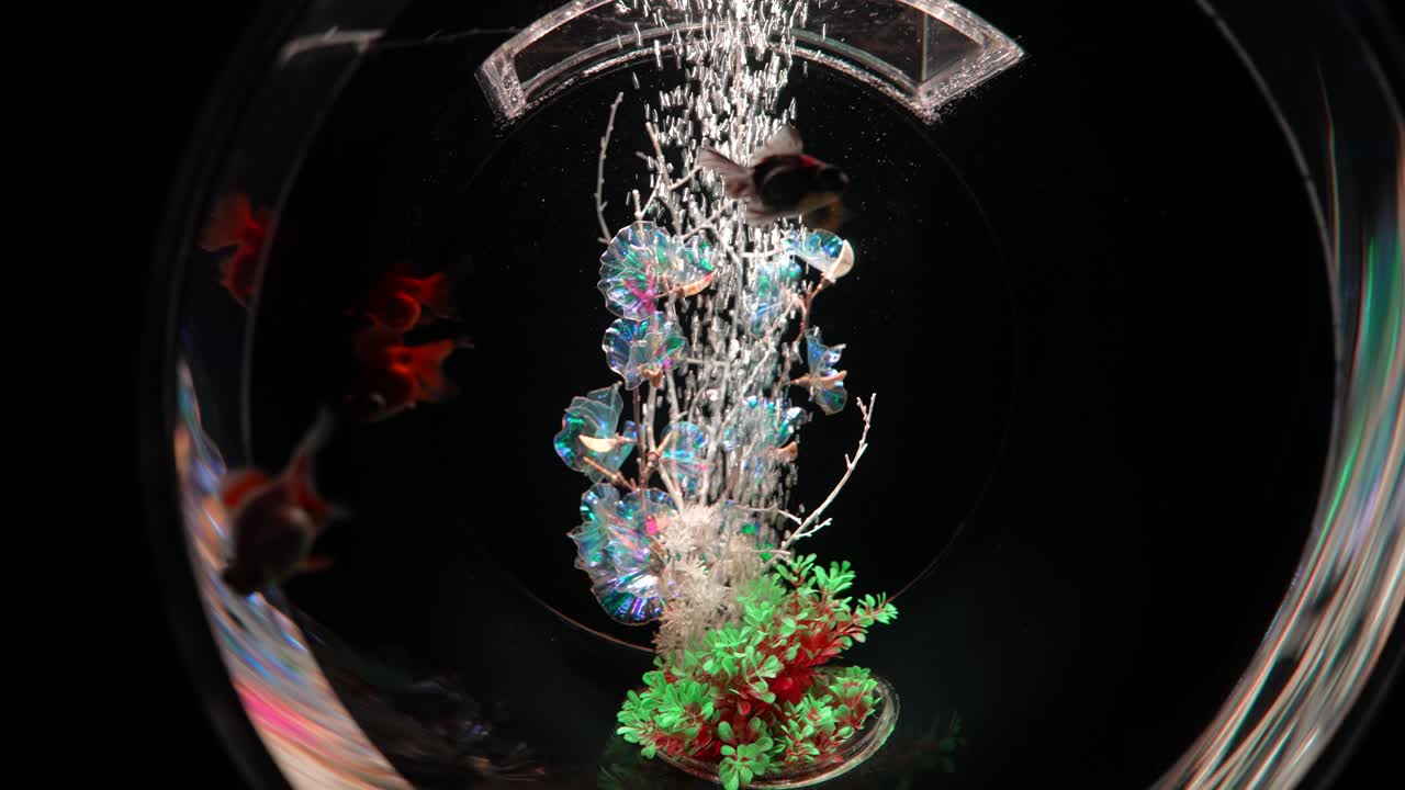 Modern Goldfish Aquarium WIth Bubbles in Dark Room, Close Up