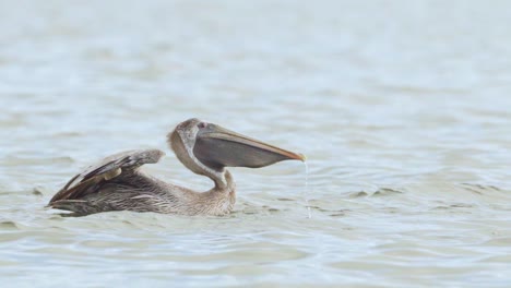 brown pelican bird swallowing fish and taking flight in ocean water in slow motion