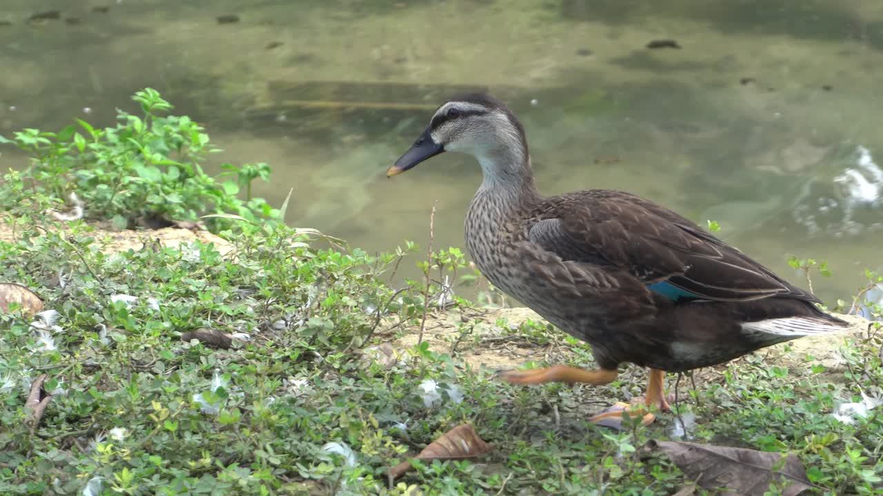 A duck walking near to the river