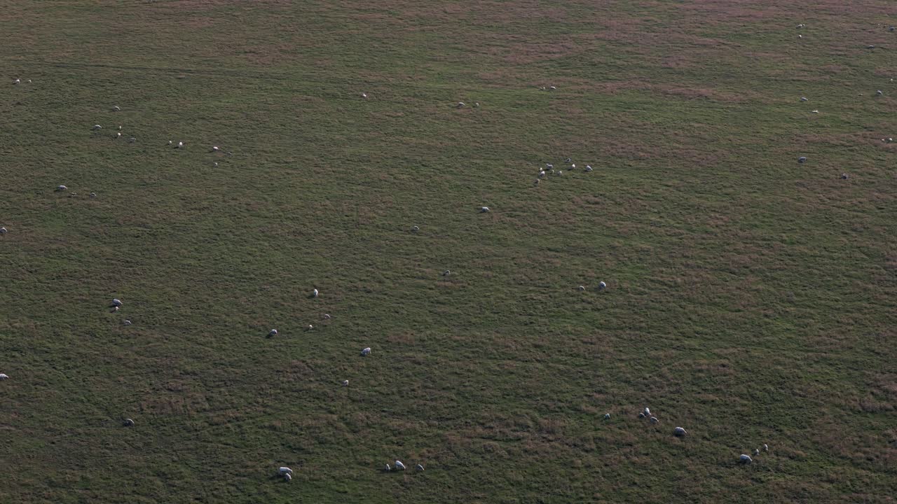 Drone circles left above grazing sheep in green English pasture under summer skies