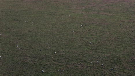 drone circles left above grazing sheep in green english pasture under summer skies