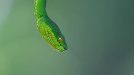 the white-lipped pit viper is a venomous pit viper endemic to southeast asia and is often found during the night waiting on a branch or limb of a tree near a body of water with plenty of food items
