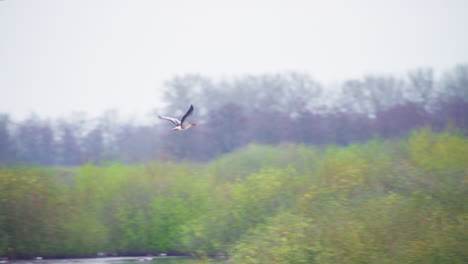 greylag goose flying above lake to shore, flapping its great wings