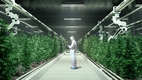 vista lateral del cuerpo completo del investigador asiático de marihuana usando un teléfono inteligente mientras está de pie en el invernadero de marihuana con agricultores robóticos inteligentes