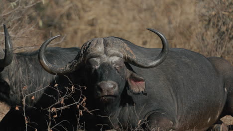 african buffalo in savanna