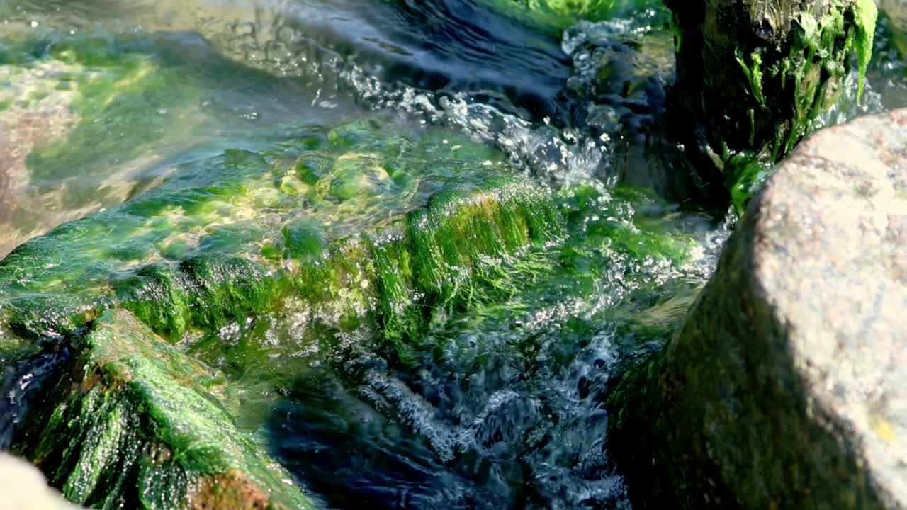 waves splashing between stones covered with green seaweed or seagrass, ocean sea