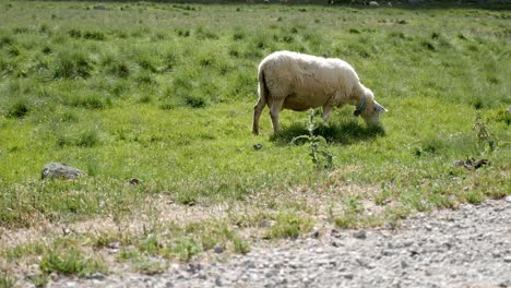 Schafe,-Die-Gras-Auf-Einer-Wiese-Fressen