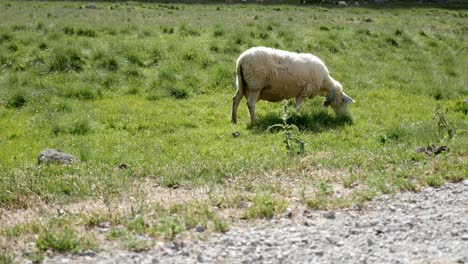 ovejas comiendo hierba en un campo de hierba