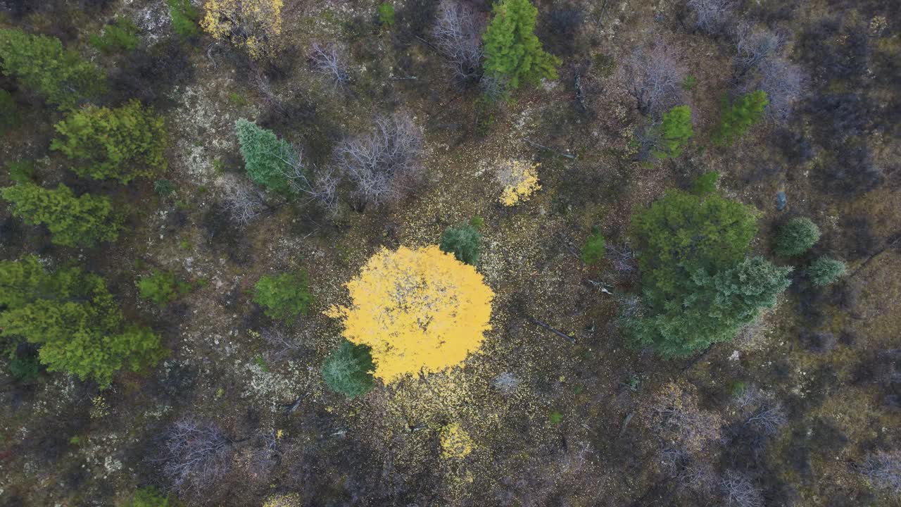 vista de pájaro del bosque de abetos blancos con árbol amarillo