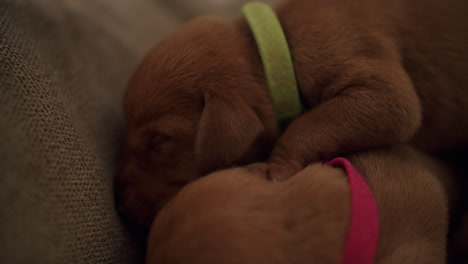 los perros recien nacidos duermen todos juntos 02
