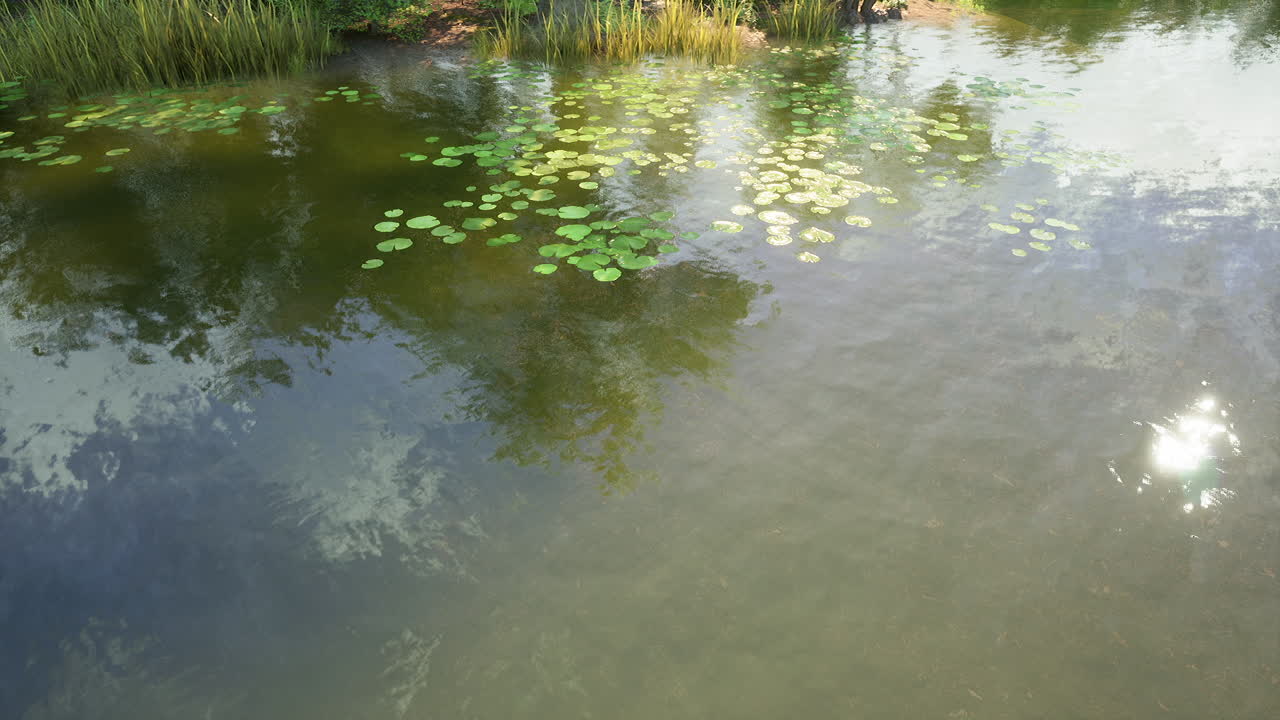 Calm Pond with Lily Pads and Reflections