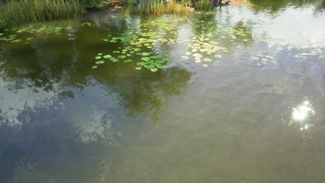 calm pond with lily pads and reflections