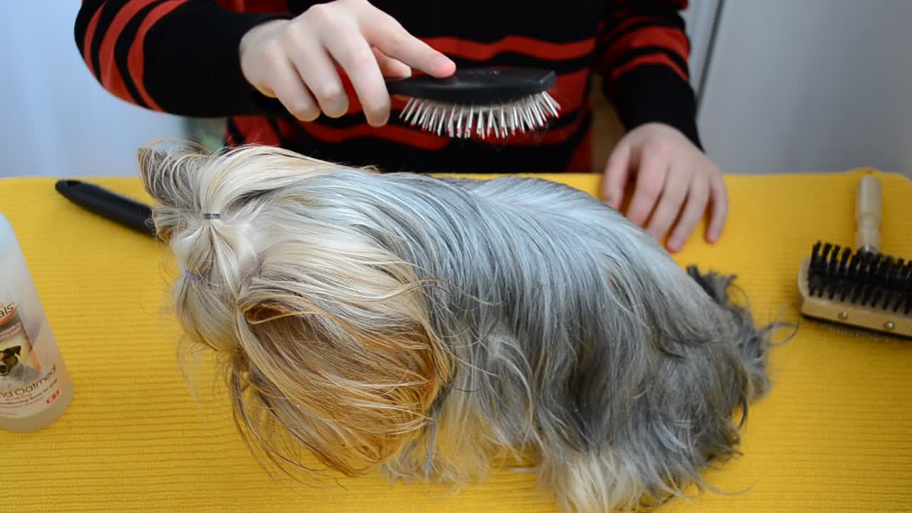Processen med kæmning af en Yorkshire terrier. Teknikken bag kæmning af en Yorkshire terrier.