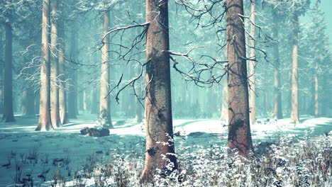niebla en el bosque en un frío día nublado de invierno con la primera nieve