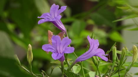 beautiful violet ruellia flowers