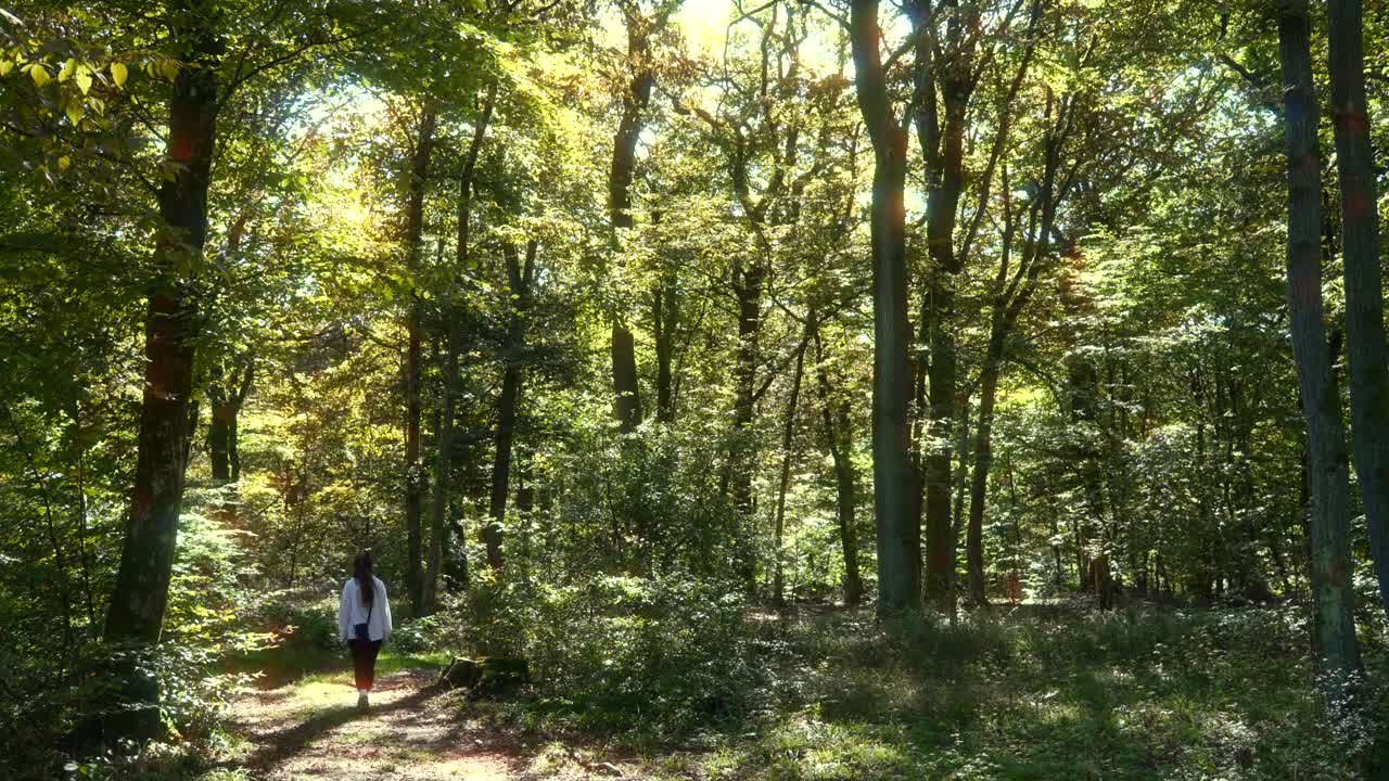 hembra caminando en un denso bosque iluminada por los rayos del sol, el dosel de un árbol alto