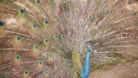 male peacock with distinct tail feathers. slow-motion