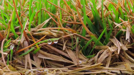 close up of blades of grass during early spring after rain shower with drops of water dewdrop sitting on leaf - droplets of water morning dew on grass with wind blowing with small insects and worm