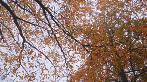 Nebelige-Herbstliche-Äste-Mit-Orangefarbenen-Blättern-Wiegen-Sich-Sanft-Von-Oben