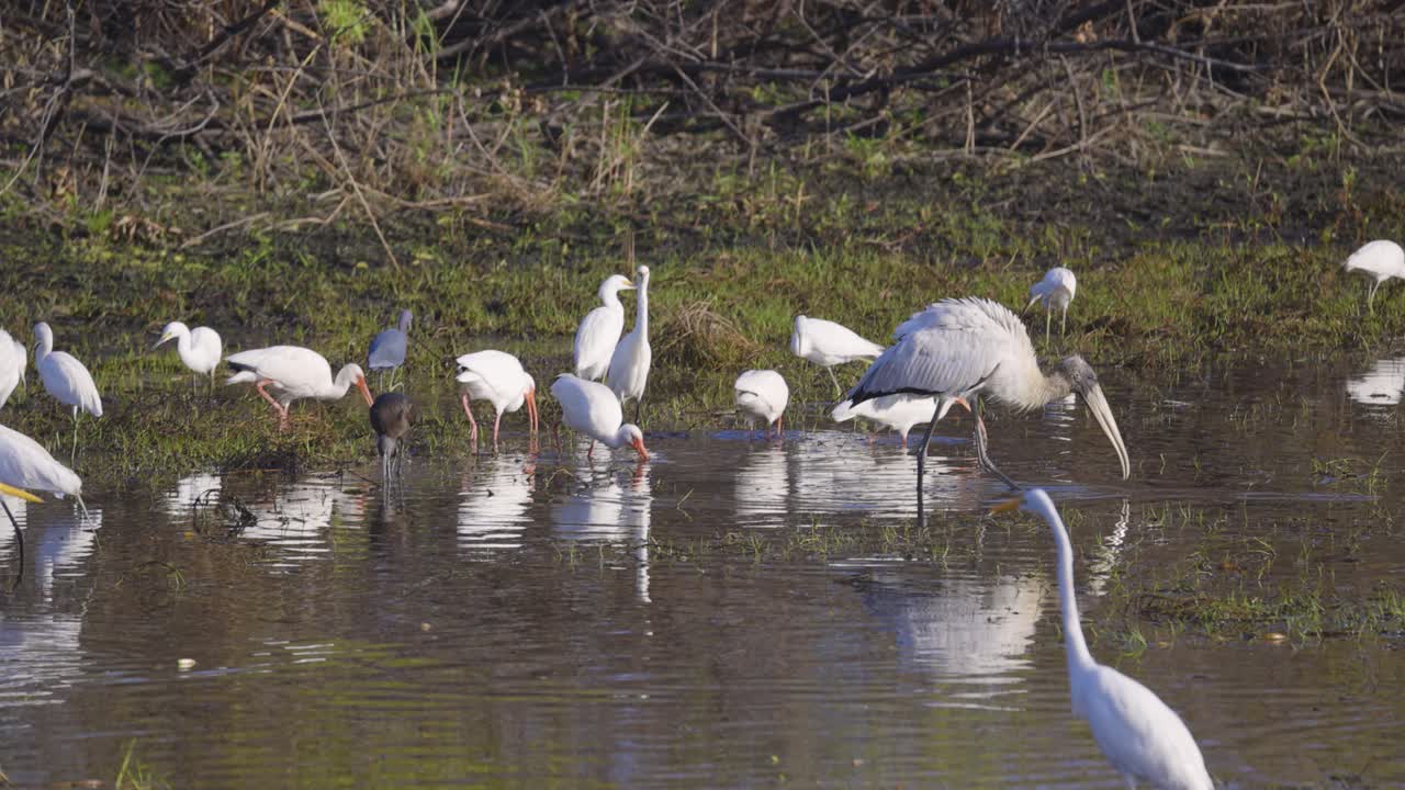 Wood stork and egrets wading and foraging in shallow wetland