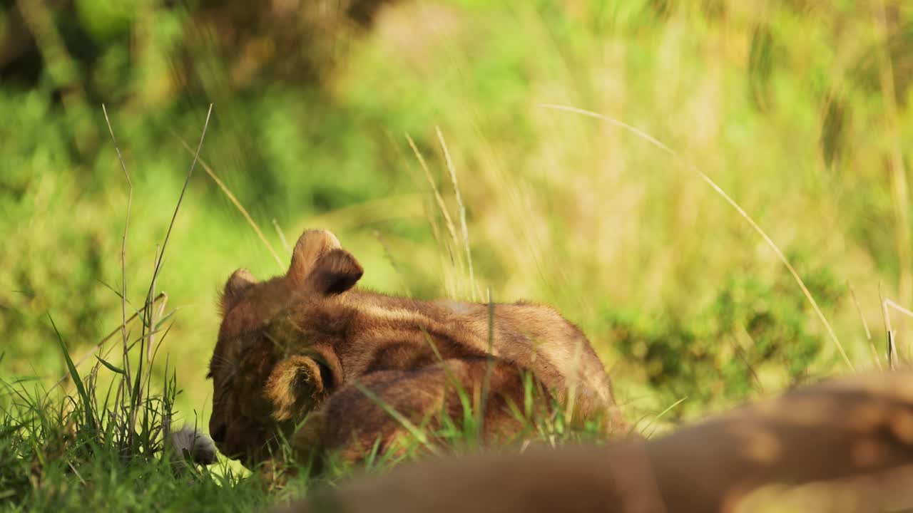 lieve leeuwenkinderen spelen in de schaduw van het masai mara national reserve wildernis omringd door groen, kenia, afrika safari dieren in masai mara north conservancy