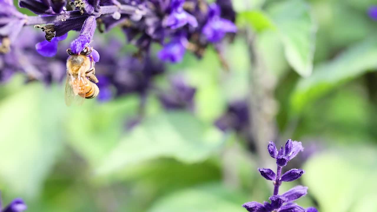 Un'ape raccoglie il nettare dai vivaci fiori viola di Salvia farinacea in un giardino