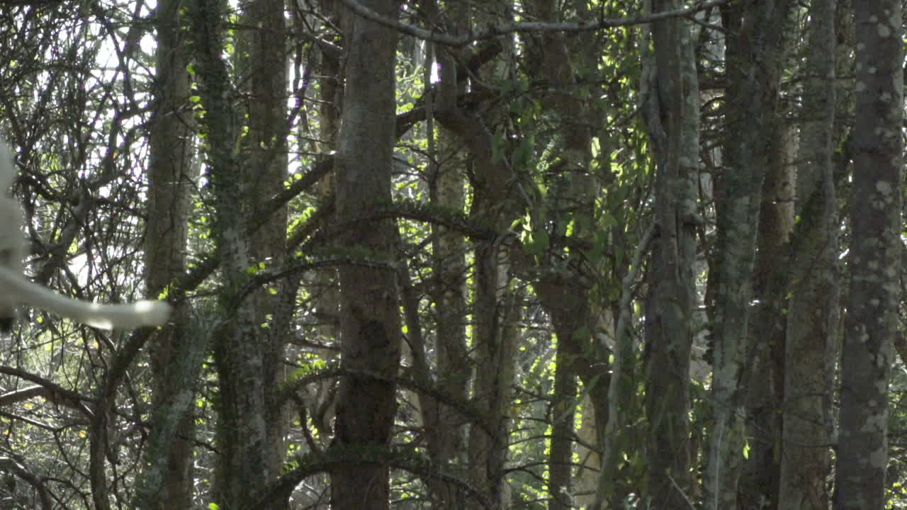 slow motion shot of white sifaka cringed to a tree, taking a big leap right to left, flying out of the frame