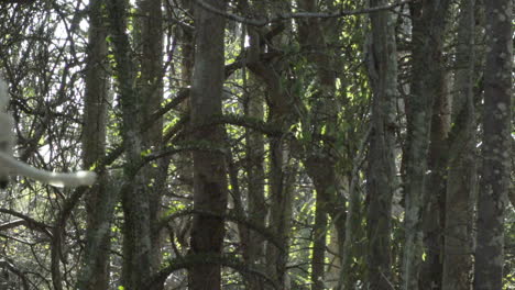 slow motion shot of white sifaka cringed to a tree, taking a big leap right to left, flying out of the frame