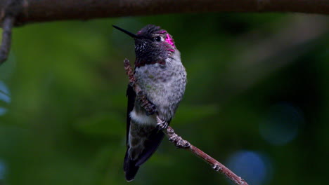 close up of hummingbird in sun light with pink feathers