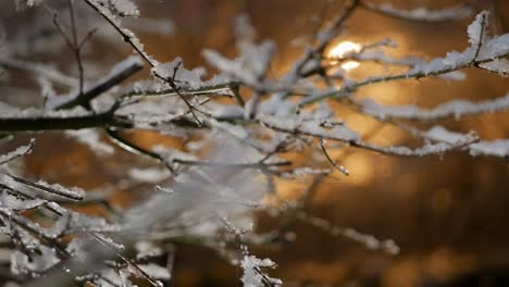 snow collecting on branches lit by street lamp at night