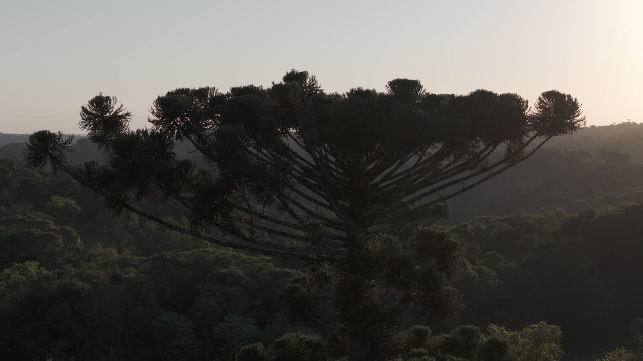 Drone in volo all'altezza di un albero di Araucaria Angustifolia mentre i raggi del sole entrano nell'immagine.