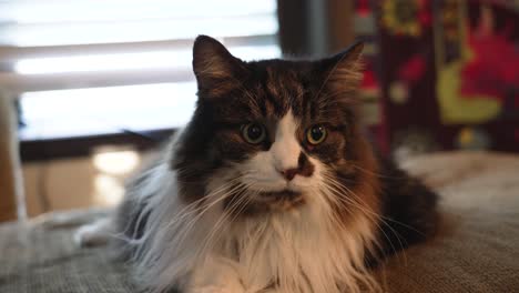 a beautiful green-eyed cat resting and staring past the camera