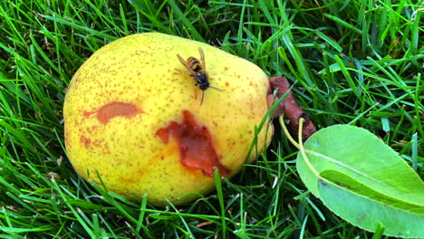 wasps eat the ripe pears that have fallen from the tree