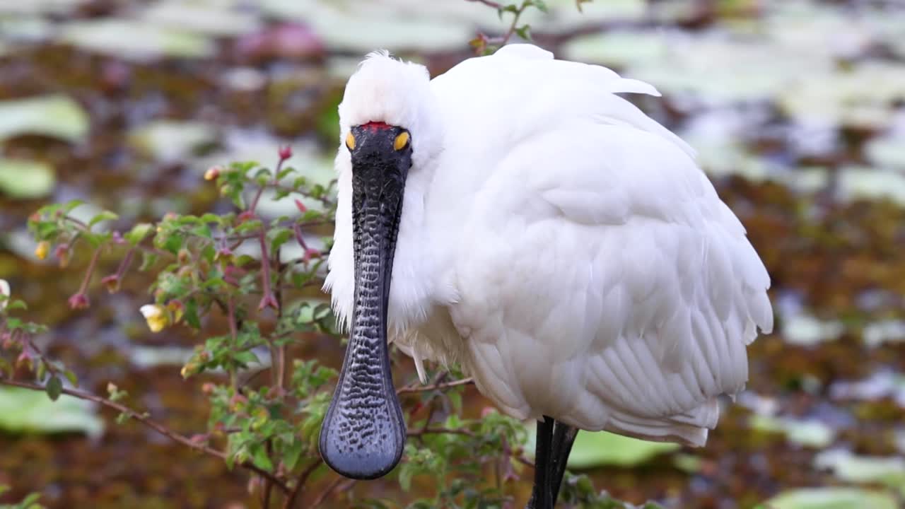 Una spatola reale bianca con un becco nero si erge tra ninfee e vegetazione acquatica.