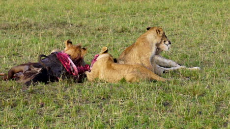 lions in the masai mara, kenya, feeding on a wildebeest