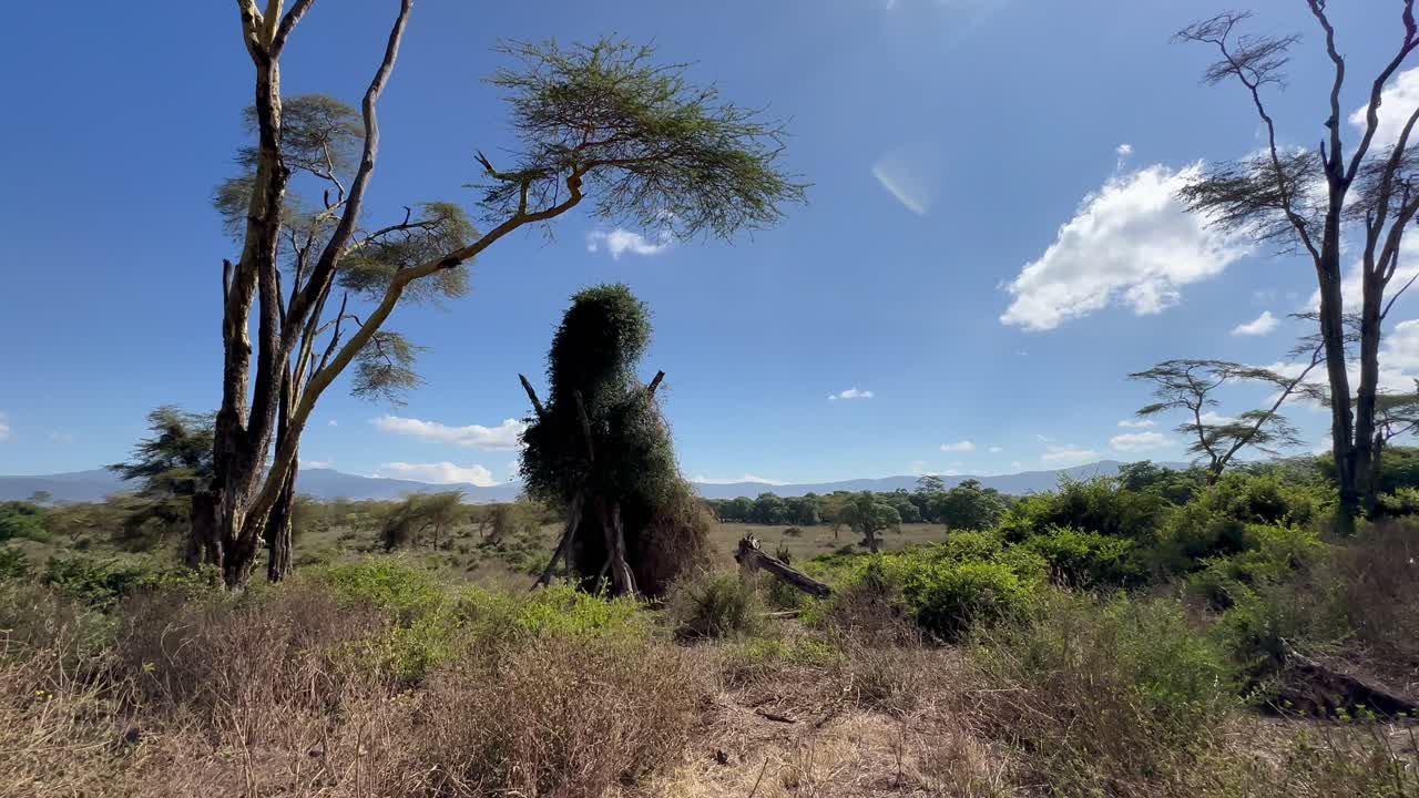Oikealle panoroitu näkymä Lerain metsään, jossa on keltaisia akasioita (Vachellia xanthophloea tai Acacia xanthophloea) Ngorongoron kraatterissa, Tansaniassa.