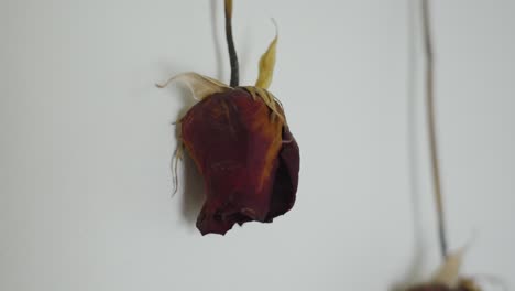 close up view of a pair of roses hung to dry