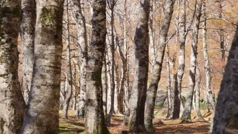 slider disparado entre los abedules en la temporada de otoño, covao d'ametade, serra da estrela