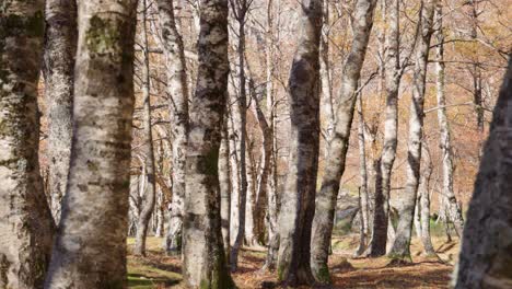 slider shot among birch trees in fall season, covao d'ametade, serra da estrela