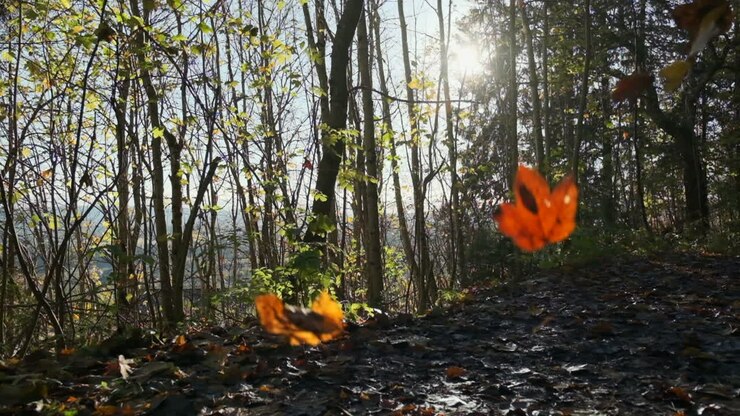 Herfstbladeren die in slow motion vallen in een bos, met de zon die door de bomen schijnt
