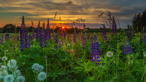 Hyperlapse-Des-Schönen-Lila-Blumenfeld-Blowball-Löwenzahns-Während-Des-Goldenen-Sonnenuntergangs-Am-Horizont